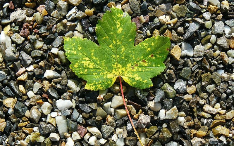 maple-leaf-422582_1280